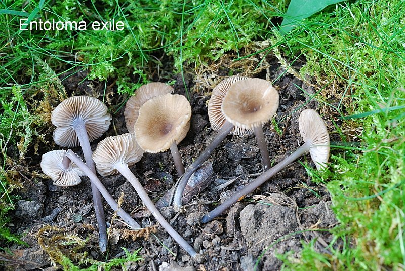 Entoloma exile-amf1988.jpg - Entoloma exile ; Syn1: Rhodophyllus exilis ; Syn2: Leptonia exilis ; Nom français: Entolome taché de feu